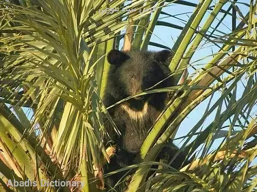 خرس سیاه بلوچی